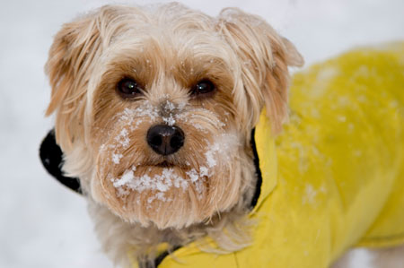 8 Winter Pet Care Tips Image
